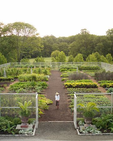 Rows of a large kitchen garden